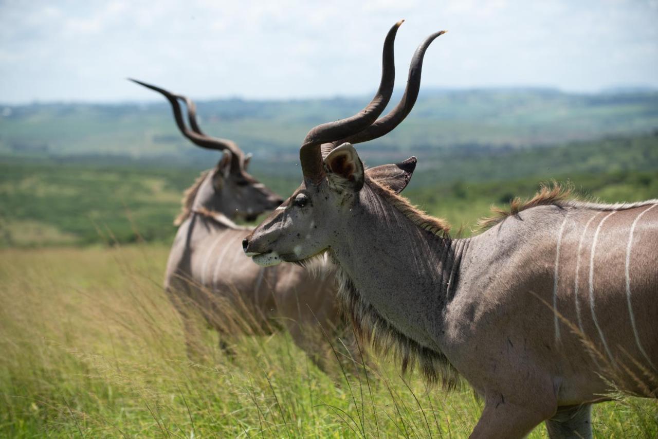 Tala Collection Game Reserve Silverton 外观 照片
